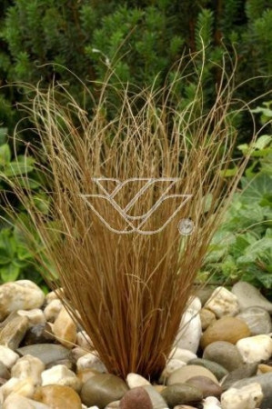 Turzyca włosista 'Bronze Form' | Carex comans