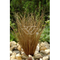Turzyca włosista 'Bronze Form' | Carex comans