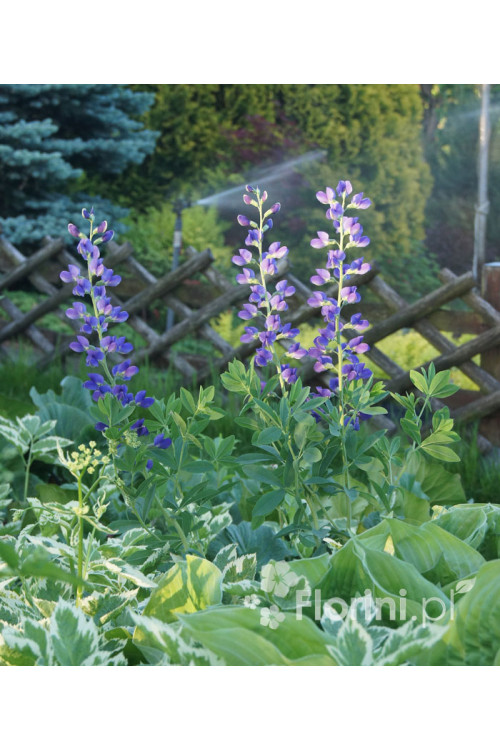 Baptysja (Bratwa) | Baptisia australis