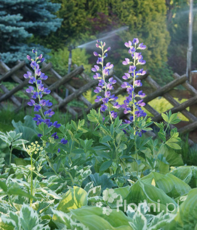 Baptysja (Bratwa) | Baptisia australis