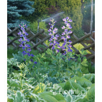 Baptysja (Bratwa) | Baptisia australis