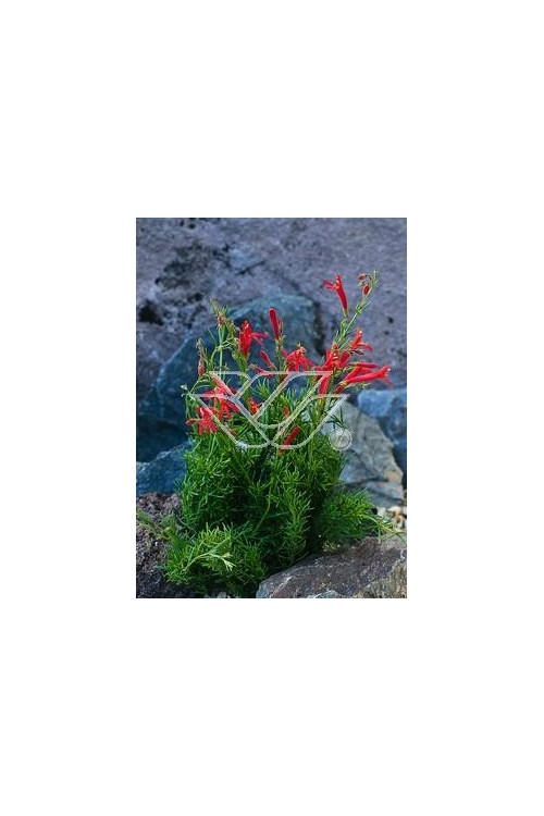 Penstemon sosnkowaty Penstemon pinifolius