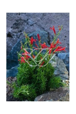 Penstemon sosnkowaty Penstemon pinifolius