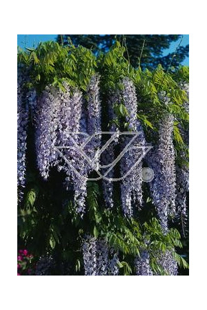 Glicynia chińska (niebieska) 'Naga Noda' | Wisteria sinensis
