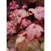 Żurawka 'Vienna' Heuchera