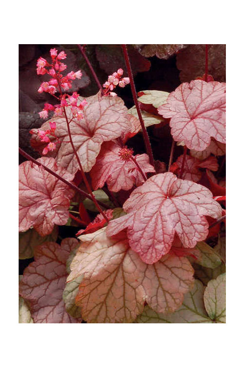 Żurawka 'Vienna' Heuchera
