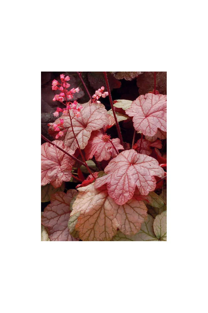 Żurawka 'Vienna' Heuchera