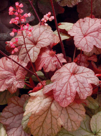 Żurawka 'Vienna' Heuchera