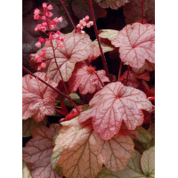 Żurawka 'Vienna' Heuchera