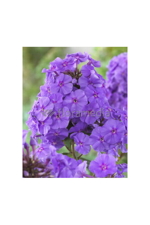 Floks wiechowaty 'Sweet Summer Ocean' | Phlox paniculata