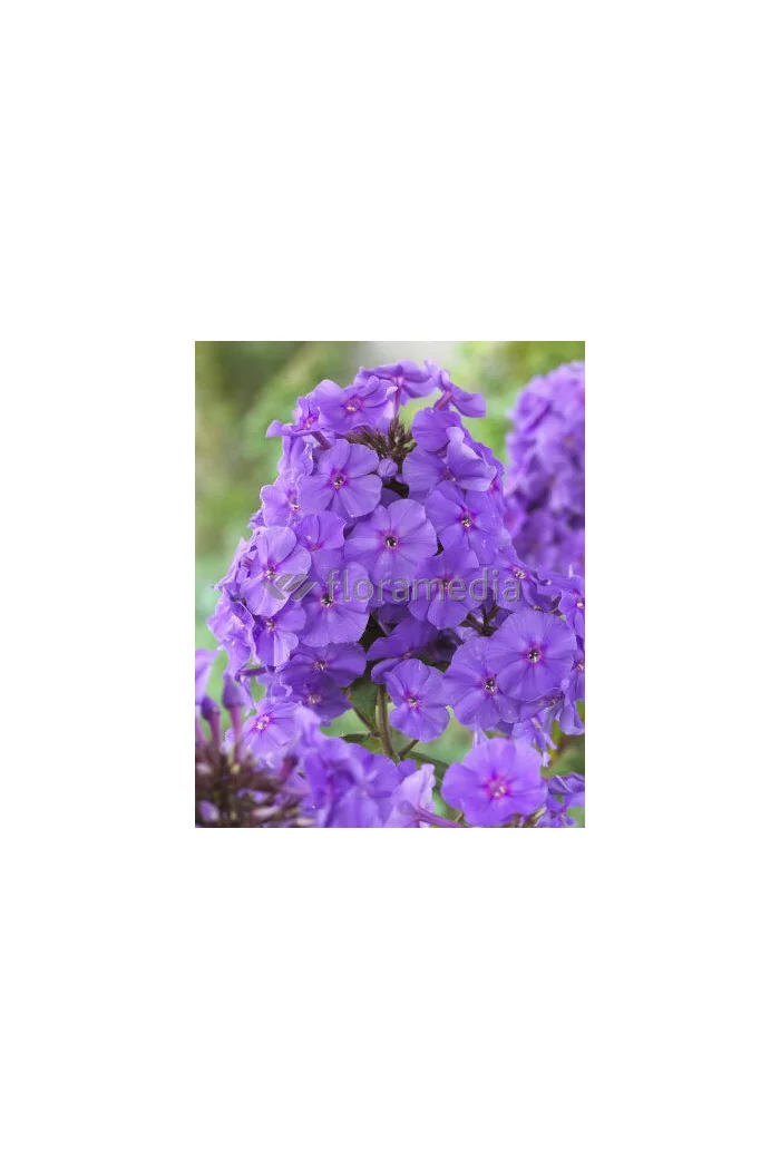 Floks wiechowaty 'Sweet Summer Ocean' | Phlox paniculata