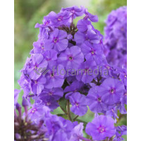Floks wiechowaty 'Sweet Summer Ocean' | Phlox paniculata