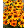 Jeżówka 'Prima Saffron' | Echinacea