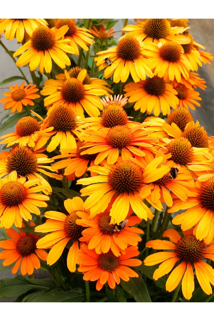 Jeżówka 'Prima Saffron' | Echinacea