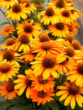 Jeżówka 'Prima Saffron' | Echinacea