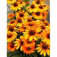 Jeżówka 'Prima Saffron' | Echinacea