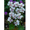 Bodziszek kantabryjski 'Biokovo' Geranium cantabrigense