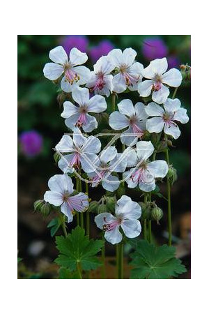 Bodziszek kantabryjski 'Biokovo' Geranium cantabrigense