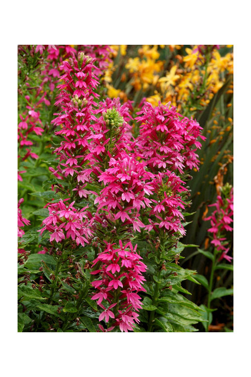 Lobelia 'Monet Moment' Lobelia