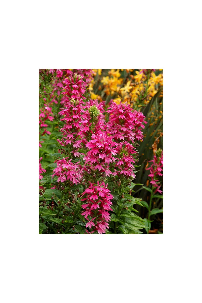 Lobelia 'Monet Moment' Lobelia