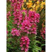 Lobelia 'Monet Moment' Lobelia