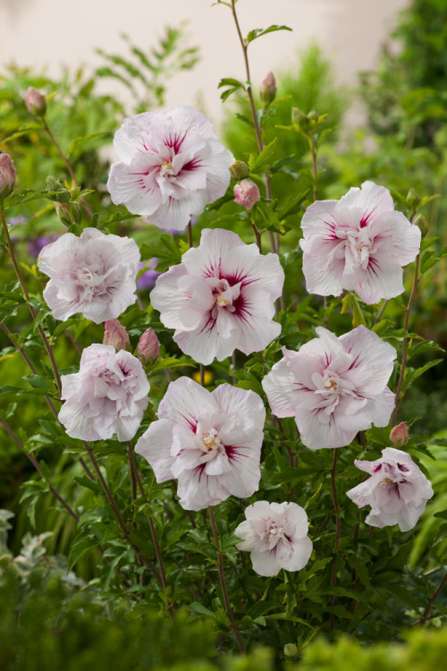 Ketmia syryjska 'China Chiffon' | Hibiscus syriacus