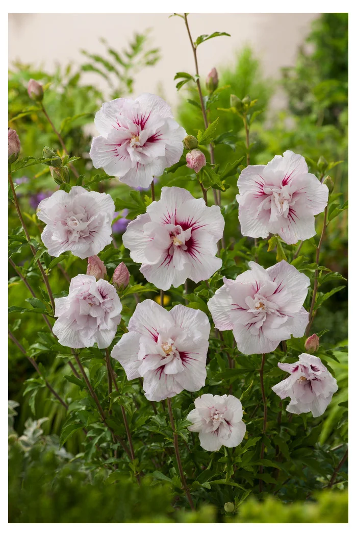 Ketmia syryjska 'China Chiffon' | Hibiscus syriacus