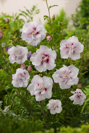 Ketmia syryjska 'China Chiffon' | Hibiscus syriacus