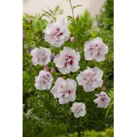 Ketmia syryjska 'China Chiffon' | Hibiscus syriacus
