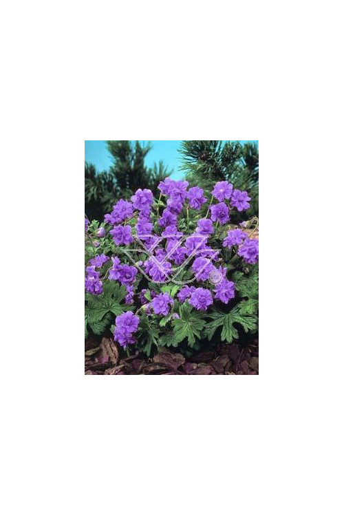 Bodziszek himalajski 'Plenum' Geranium himalayense