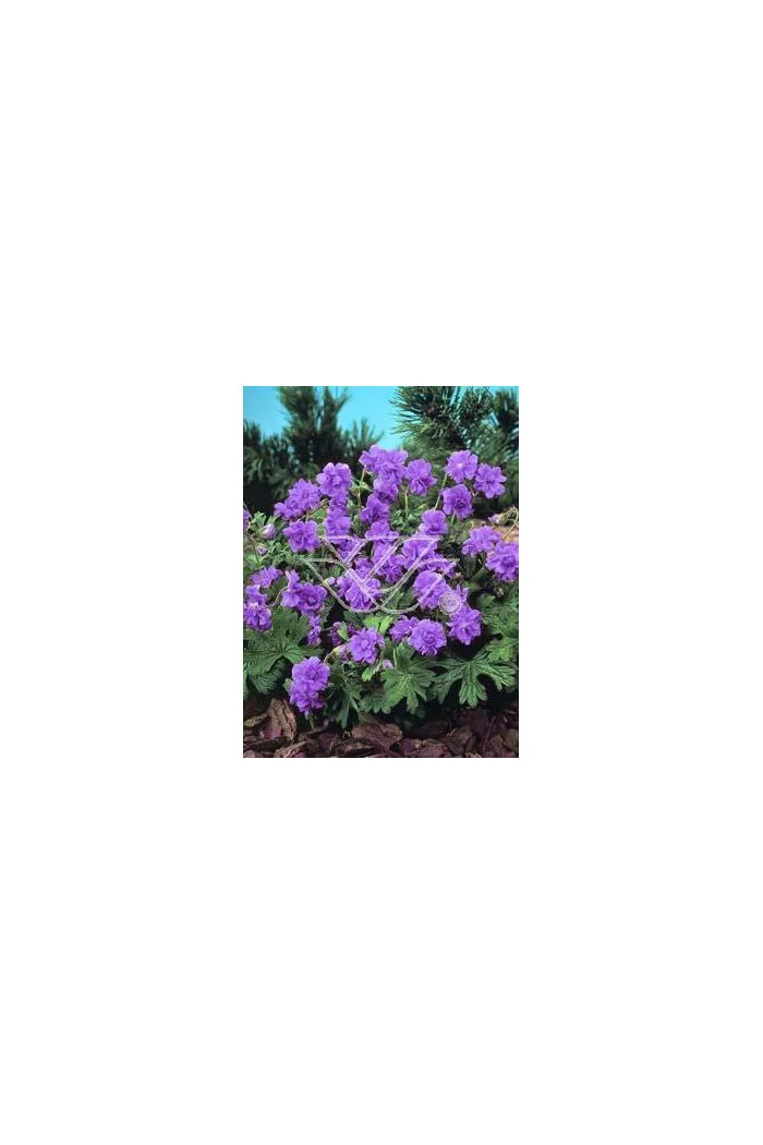 Bodziszek himalajski 'Plenum' Geranium himalayense