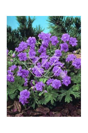 Bodziszek himalajski 'Plenum' Geranium himalayense