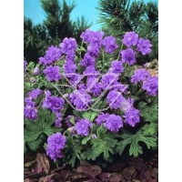 Bodziszek himalajski 'Plenum' Geranium himalayense