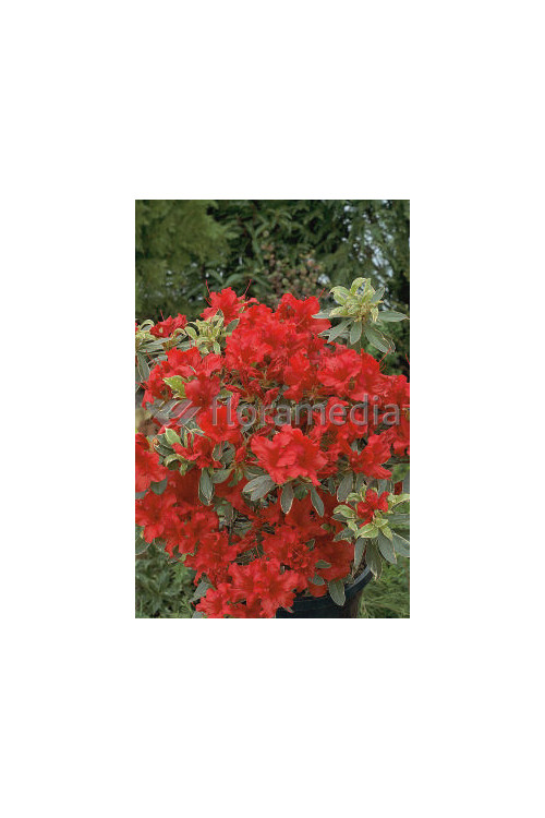 Azalia japońska 'Hot Shot Variegata' Azalea japonica