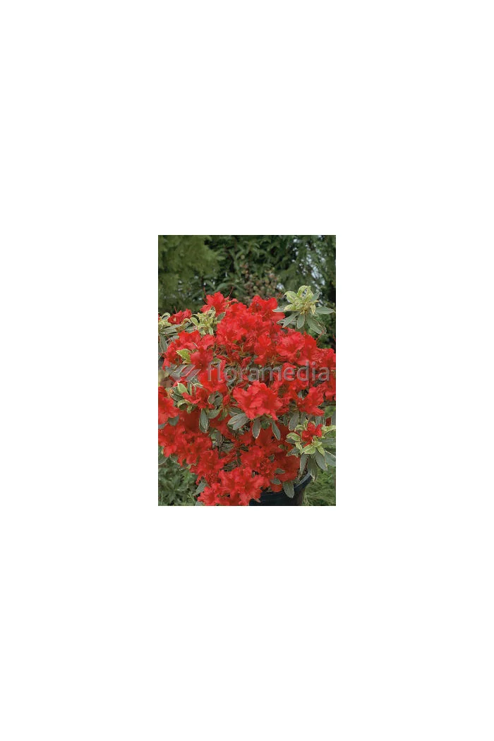 Azalia japońska 'Hot Shot Variegata' Azalea japonica