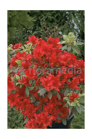 Azalia japońska 'Hot Shot Variegata' Azalea japonica