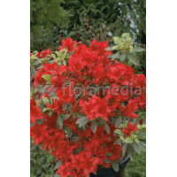 Azalia japońska 'Hot Shot Variegata' Azalea japonica