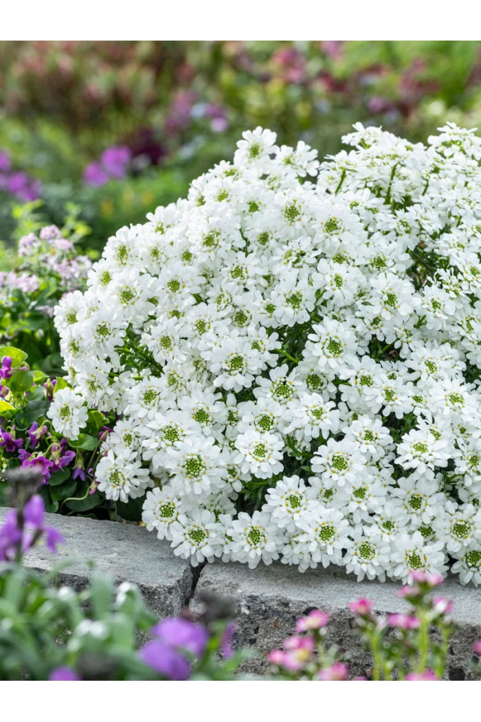 Ubiorek wieczniezielony 'Snowpatrol' | Iberis sempervirens