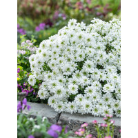 Ubiorek wieczniezielony 'Snowpatrol' | Iberis sempervirens