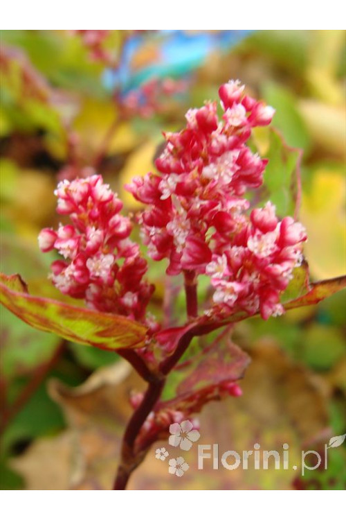 Rdestowiec ostrokończysty Reynoutria japonica