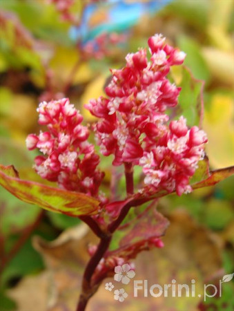 Rdestowiec ostrokończysty Reynoutria japonica