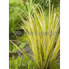 Tatarak trawiasty 'Pusillus Aurea' | Acorus gramineus