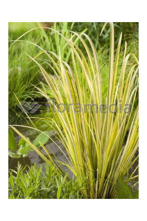Tatarak trawiasty 'Pusillus Aurea' | Acorus gramineus