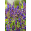 Szałwia omszona 'Mainacht' | Salvia nemorosa