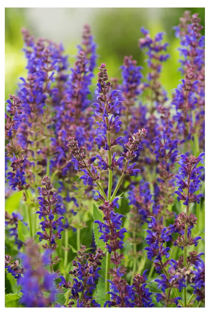 Szałwia omszona 'Mainacht' | Salvia nemorosa