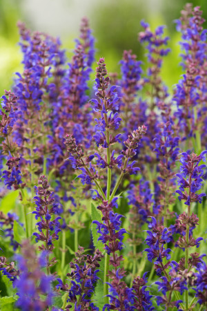 Szałwia omszona 'Mainacht' | Salvia nemorosa
