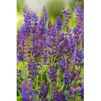 Szałwia omszona 'Mainacht' | Salvia nemorosa