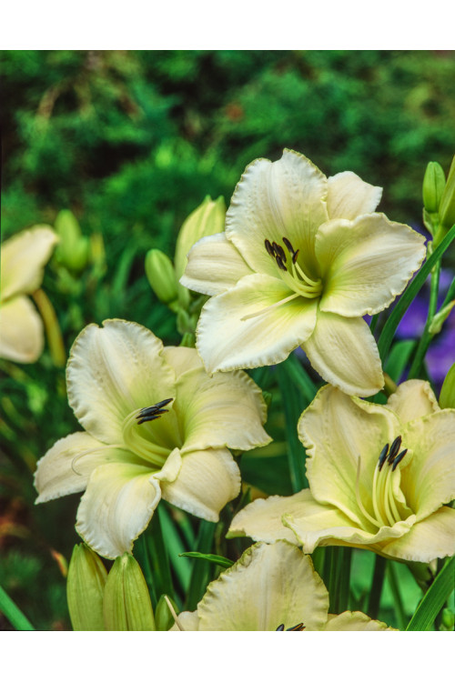 Liliowiec 'Arctic Snow' | Hemerocallis
