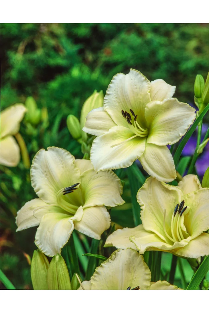 Liliowiec 'Arctic Snow' | Hemerocallis