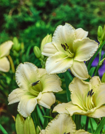 Liliowiec 'Arctic Snow' | Hemerocallis